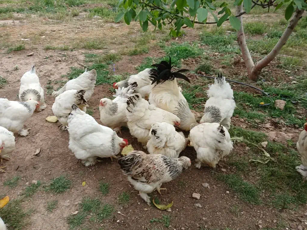 مرغ و خروس برهما لایت اورجینال|حیوانات مزرعه|هشتگرد, شهرک اداری|دیوار