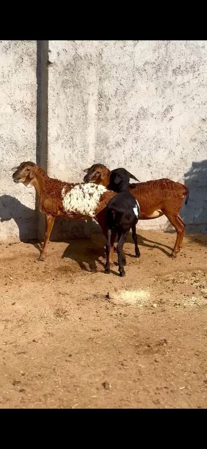 گل توپی|حیوانات مزرعه|قم, بلوار امین و ساحلی|دیوار