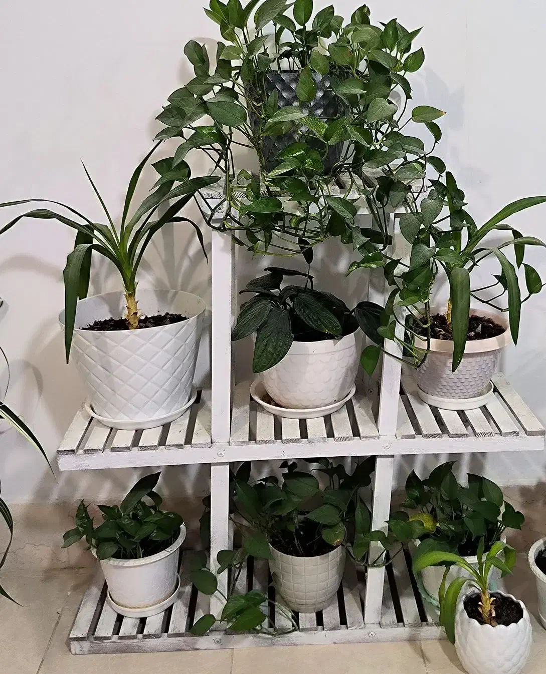 گل همراه استند|گل و گیاه طبیعی|بندر کنگان, |دیوار