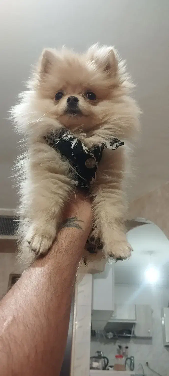 توله پامرانین .خرسی قیمت۸ تا ۱۳ بدونه واسطه خریدکن|سگ|تهران, والفجر (افسریه)|دیوار