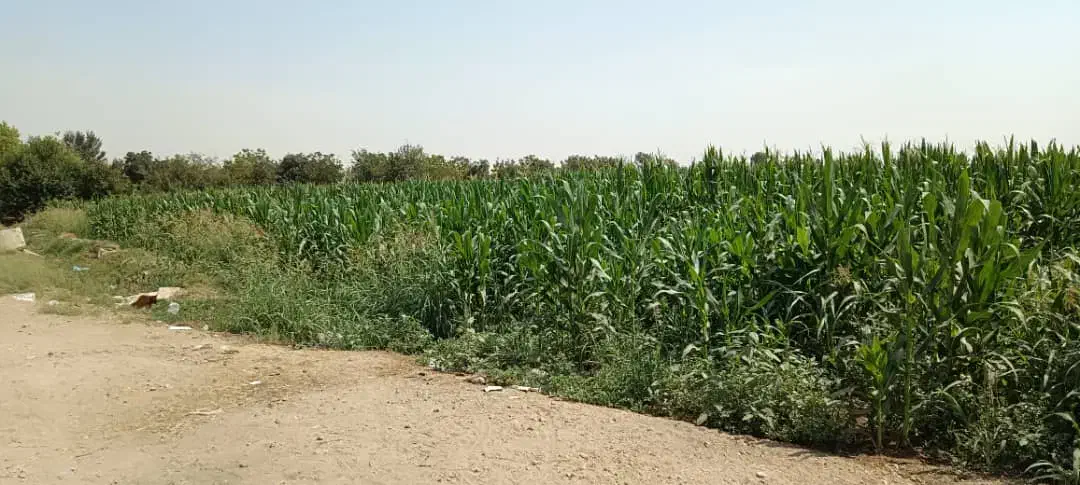 زمین کشاورزی|فروش زمین و ملک کلنگی|باقرشهر, |دیوار