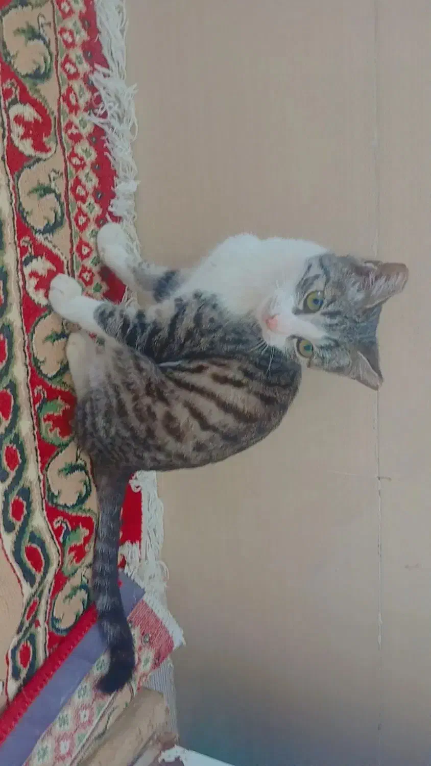 واگذاری گربه کوچولو|گربه|بجنورد, |دیوار