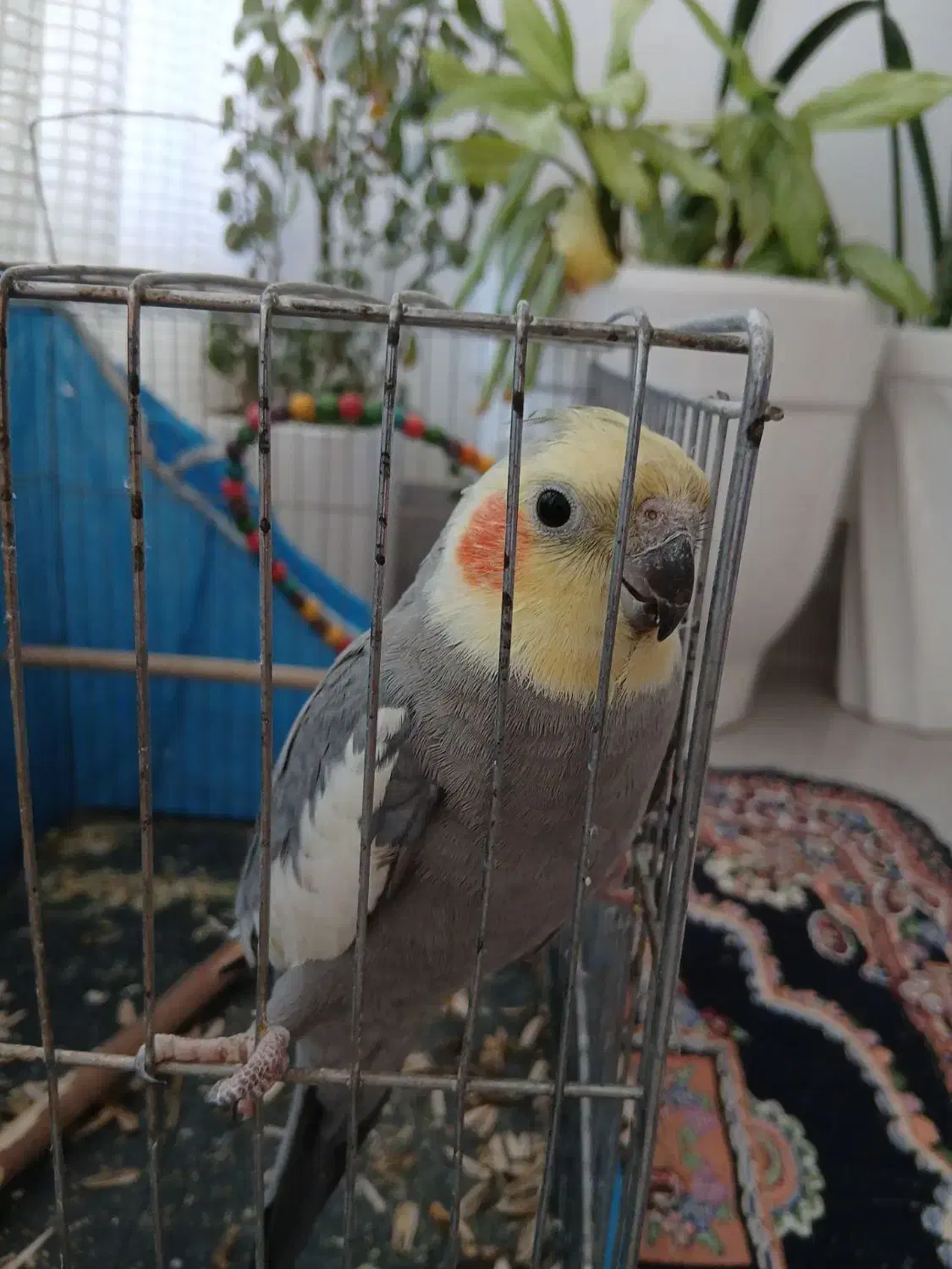 عروس هلندی|پرنده|لردگان, |دیوار