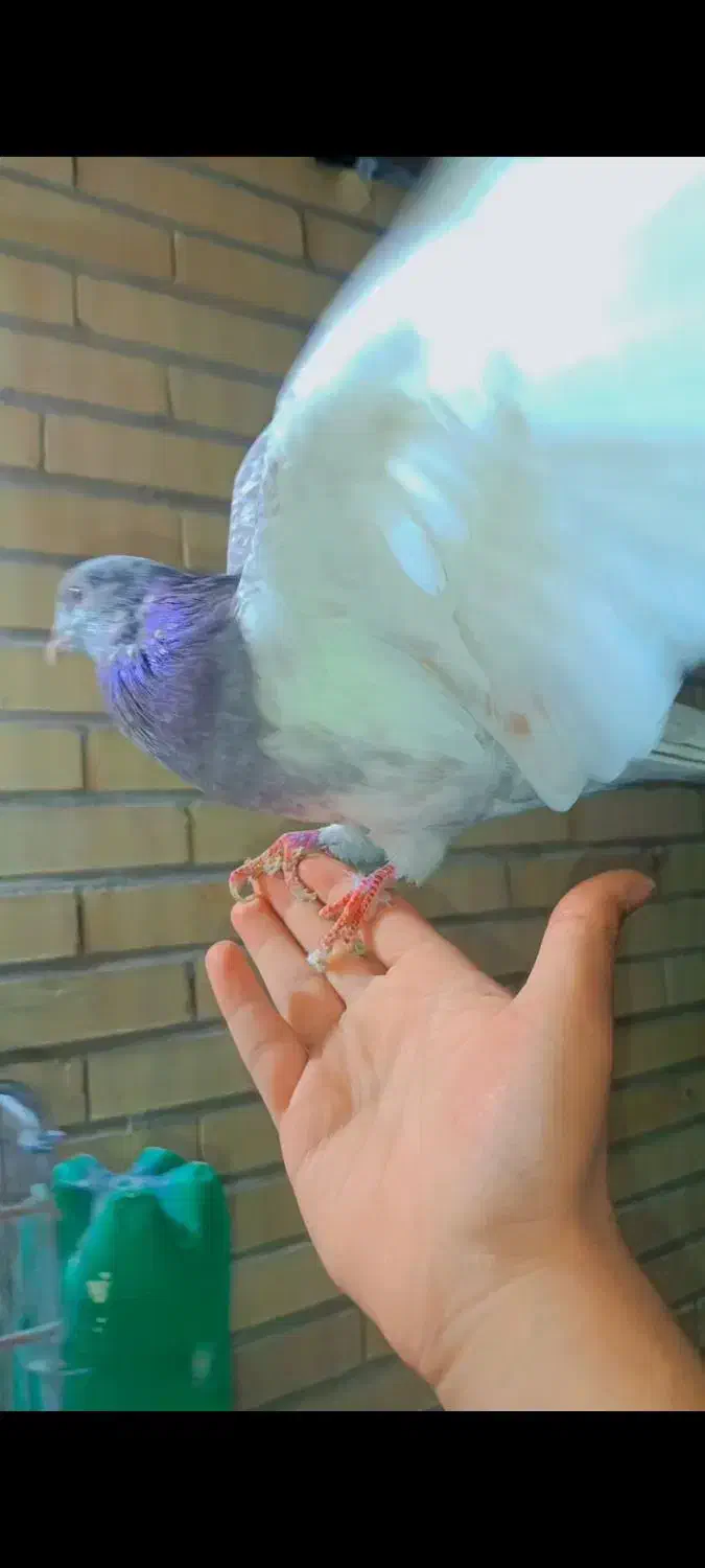 کله ای نر دستی مست فروشی|پرنده|اردکان, |دیوار