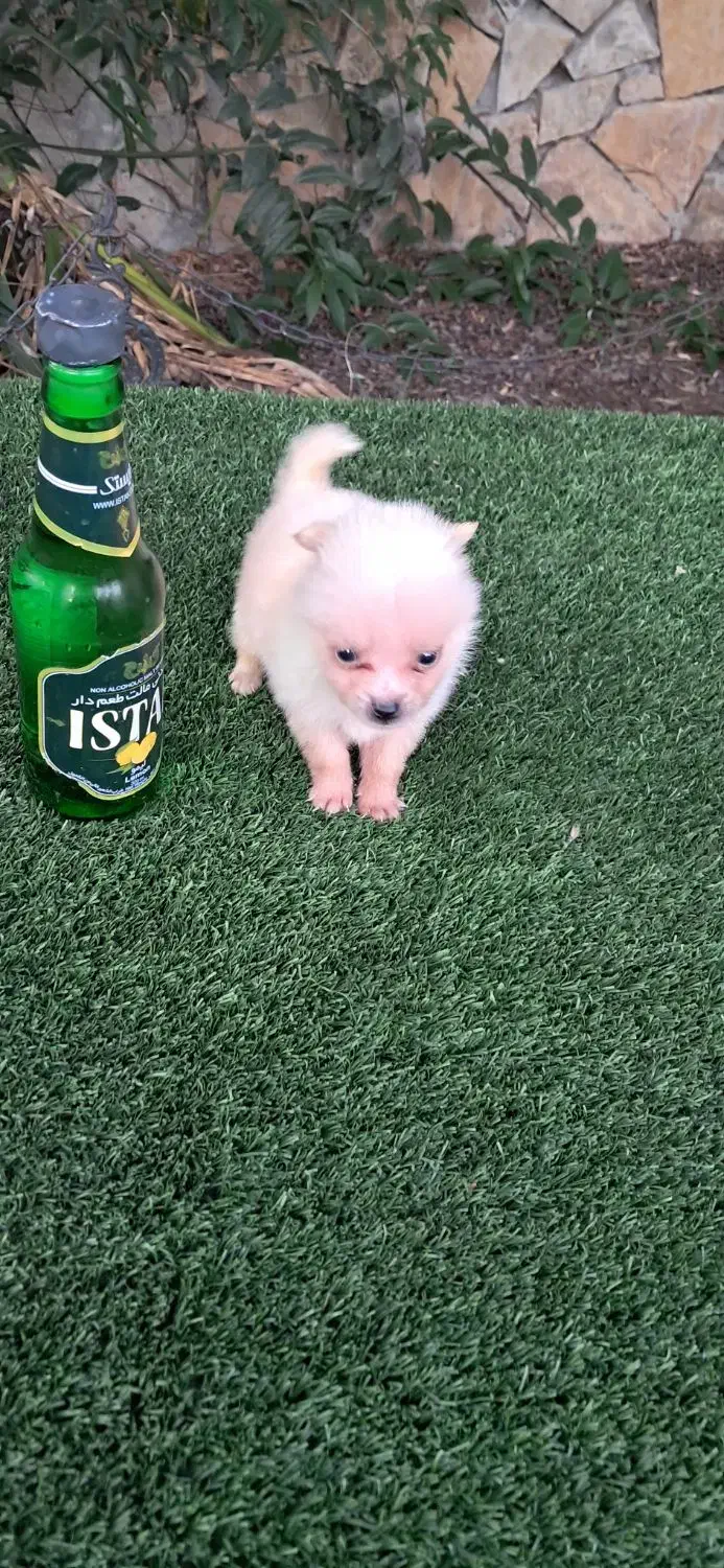 توله سگ تو جیبی یا فنجونی(شی هواهوا)|سگ|قائمشهر, |دیوار