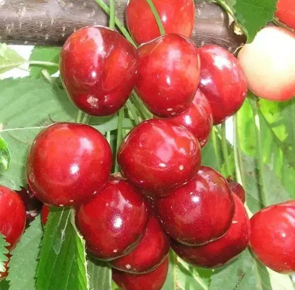 فروش نهال با تمامی ارقام ها|خدمات باغبانی و درختکاری|جلفا, |دیوار