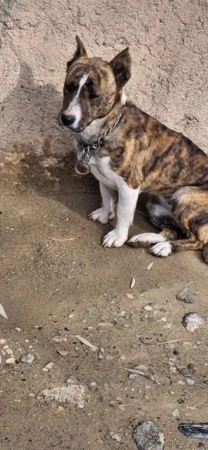 واگذاری|سگ|رزن, |دیوار