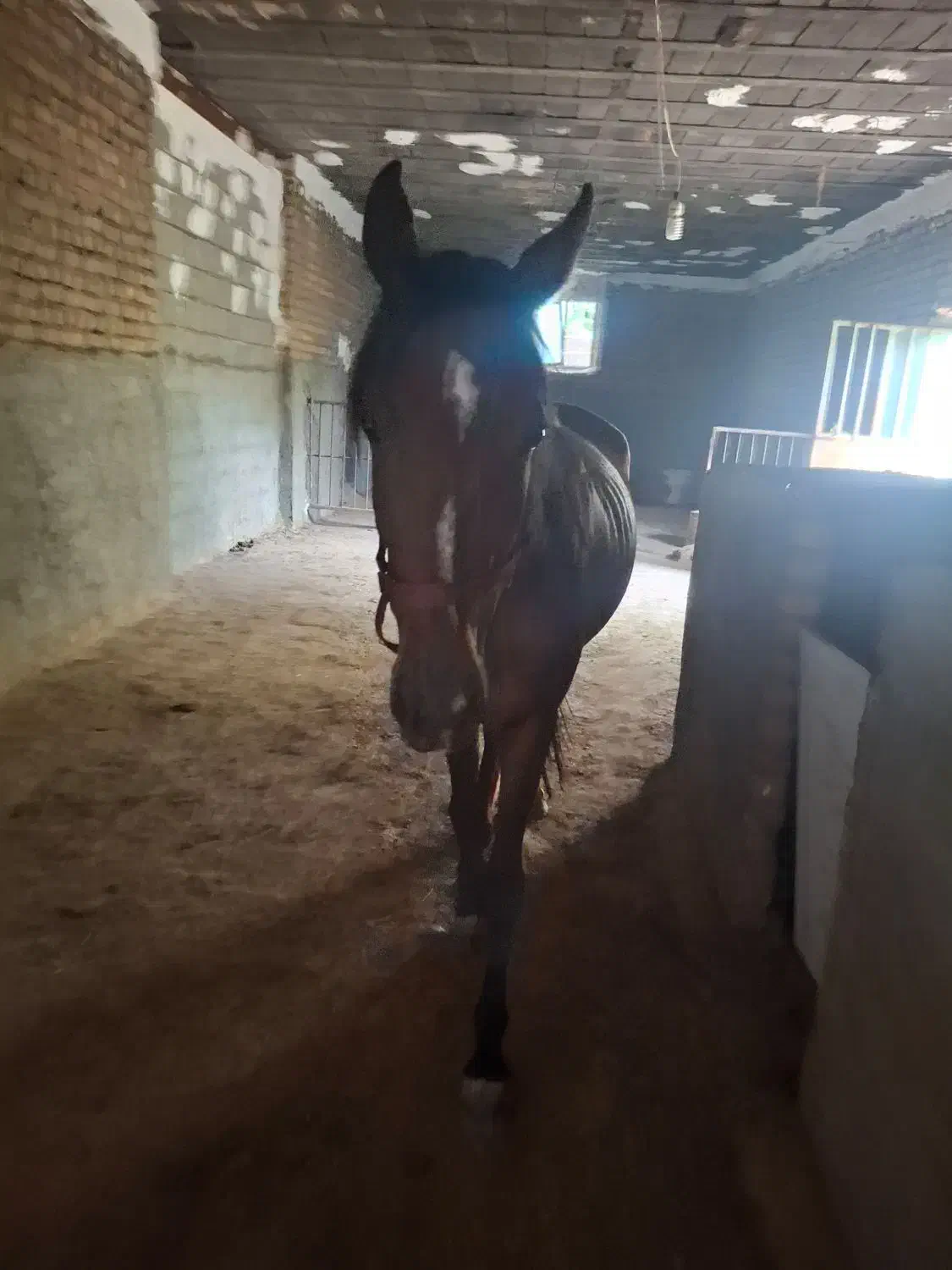 اسب جوان ۳ ساله مادیان|اسب و تجهیزات اسب‌سواری|گرمسار, |دیوار