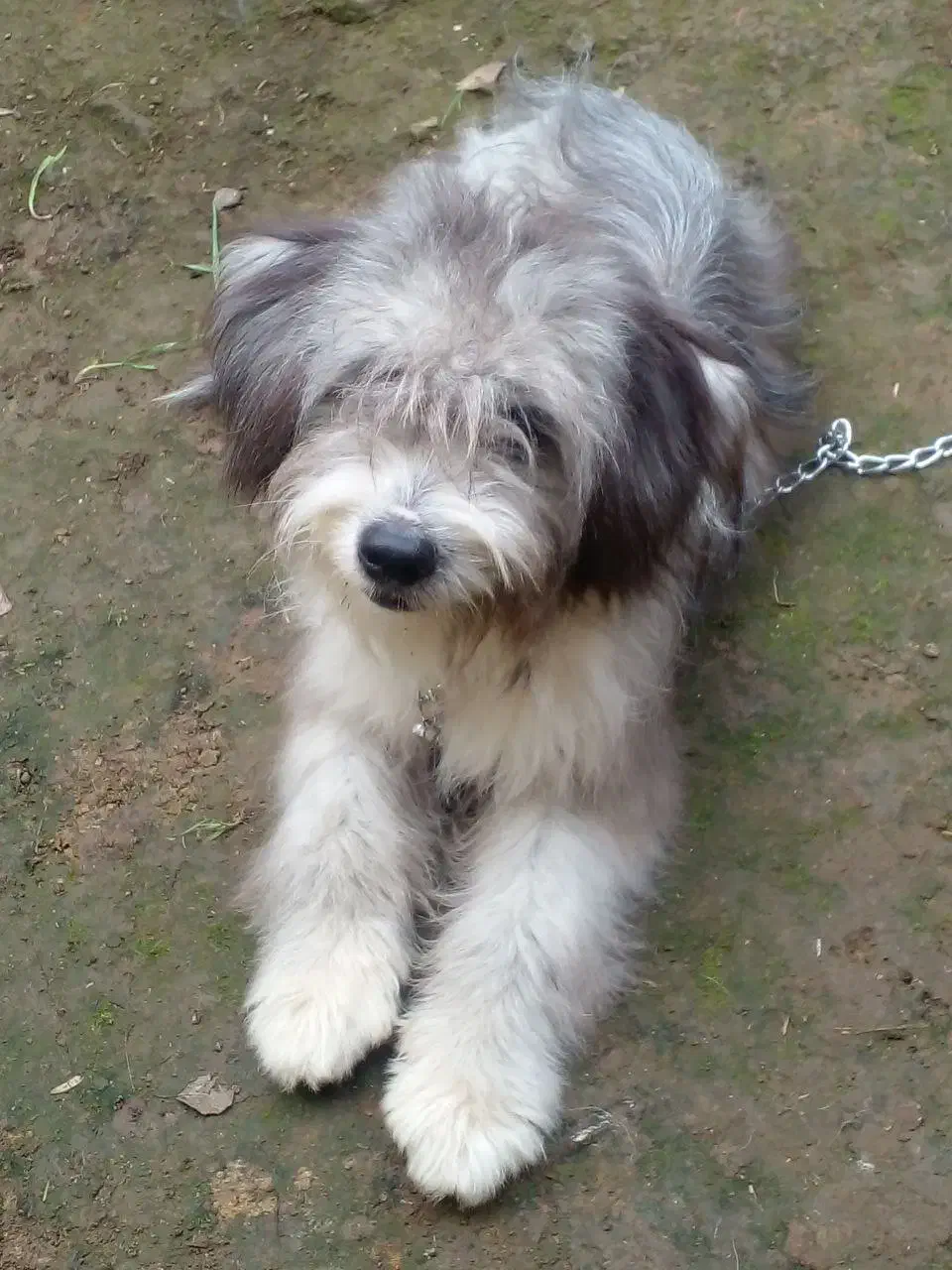 سگ شیتزو شناسنامه دار|سگ|رحیمآباد, |دیوار