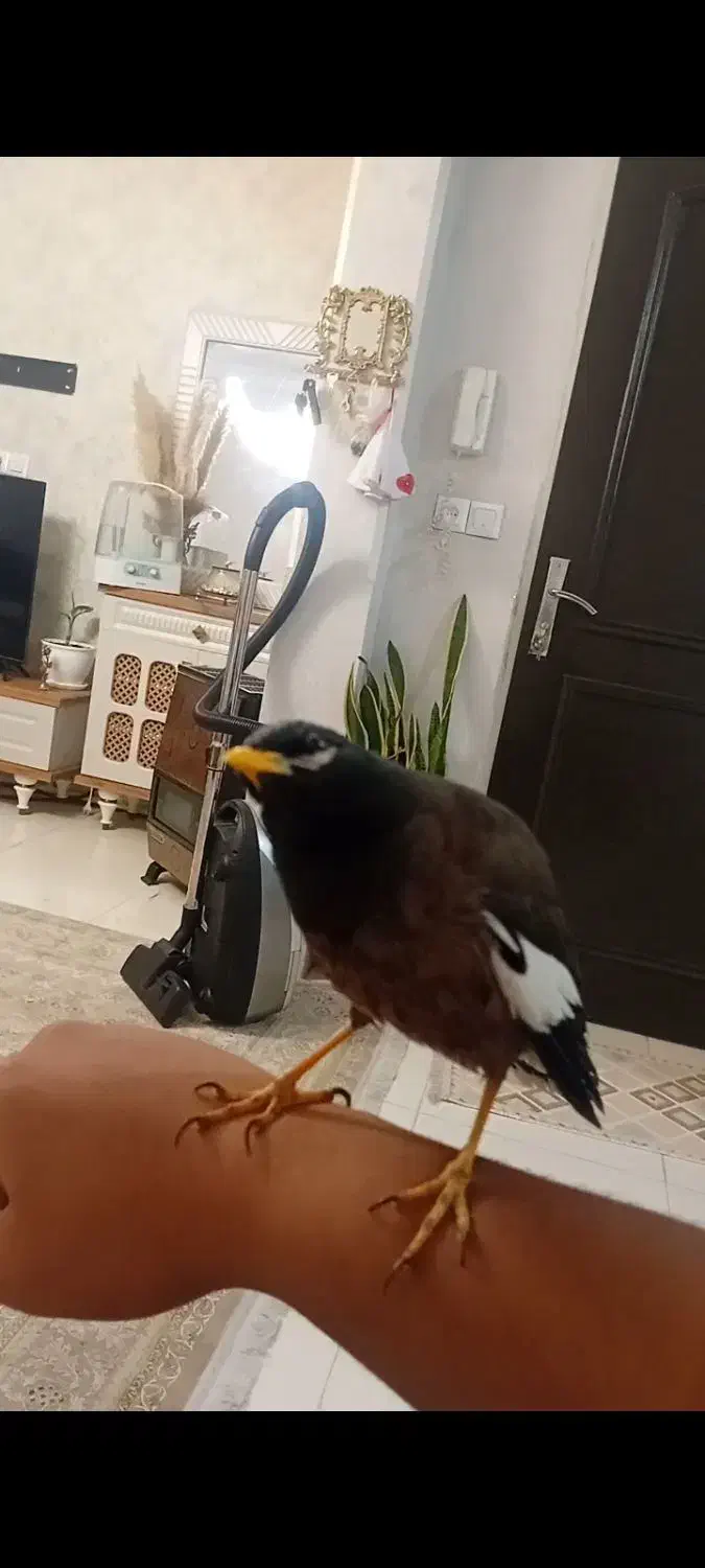 مرغ مینا سخنگو|پرنده|پاکدشت, پاکدشت (مامازند)|دیوار