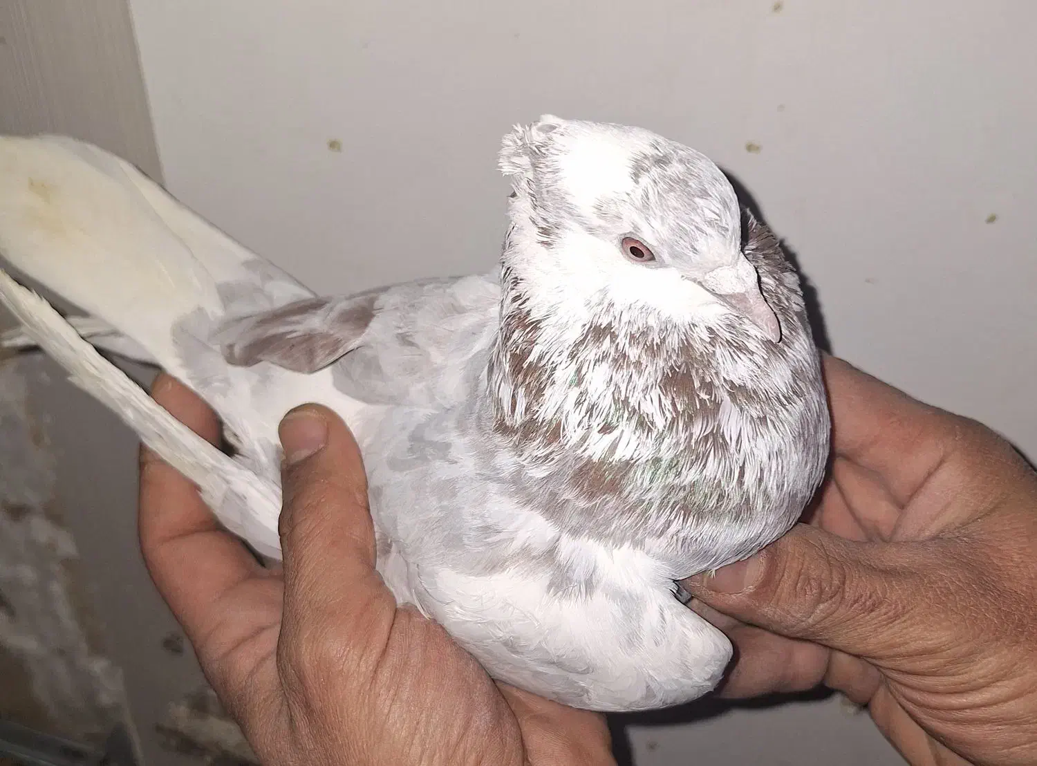 کبوتر|پرنده|مشکین‌دشت, |دیوار