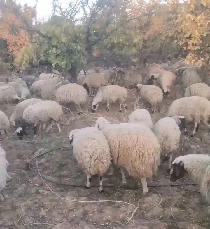 گوسفند میش و بزغاله|حیوانات مزرعه|میمه, |دیوار