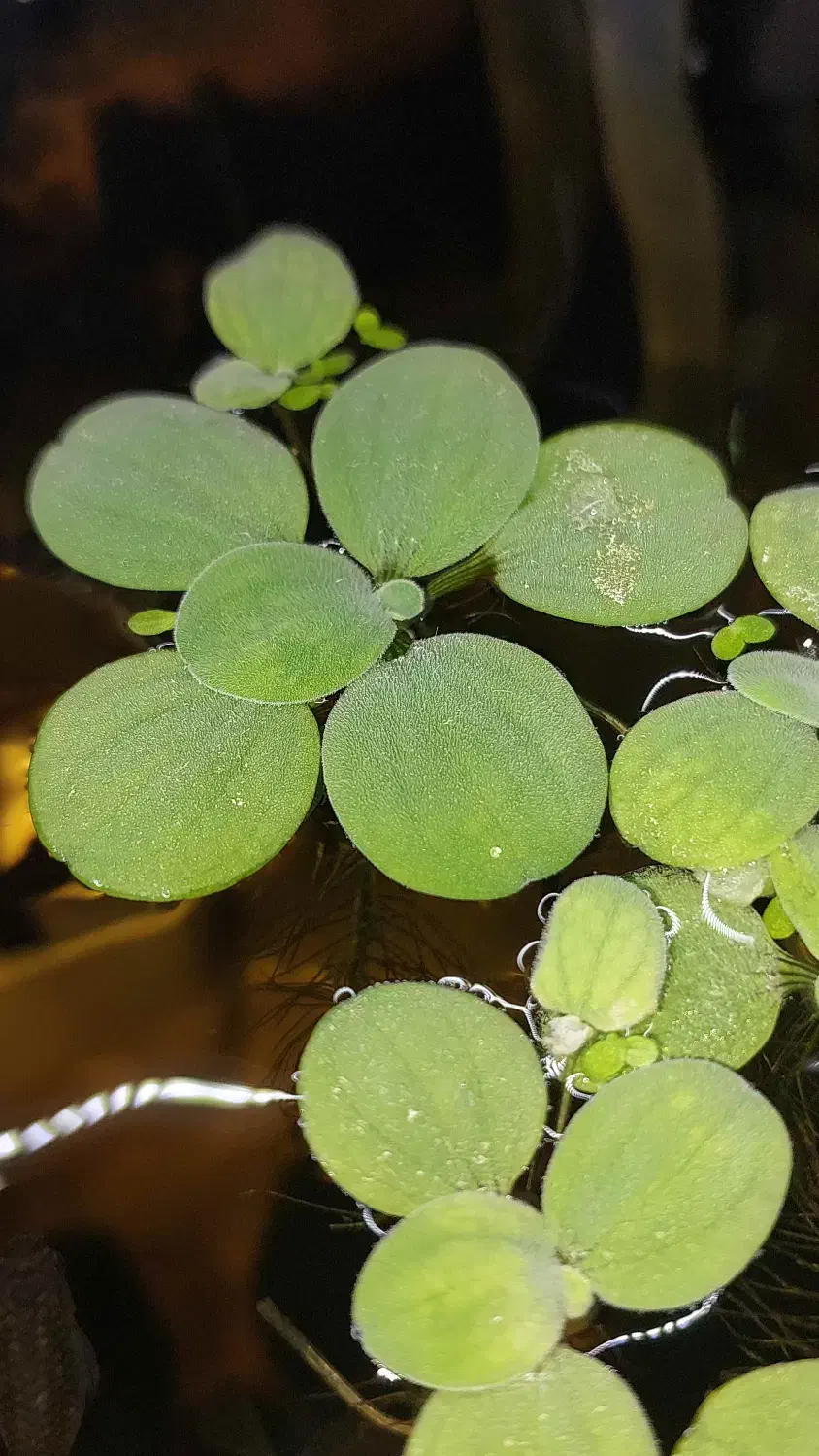 کاهو آبی|ماهی|چالوس, |دیوار