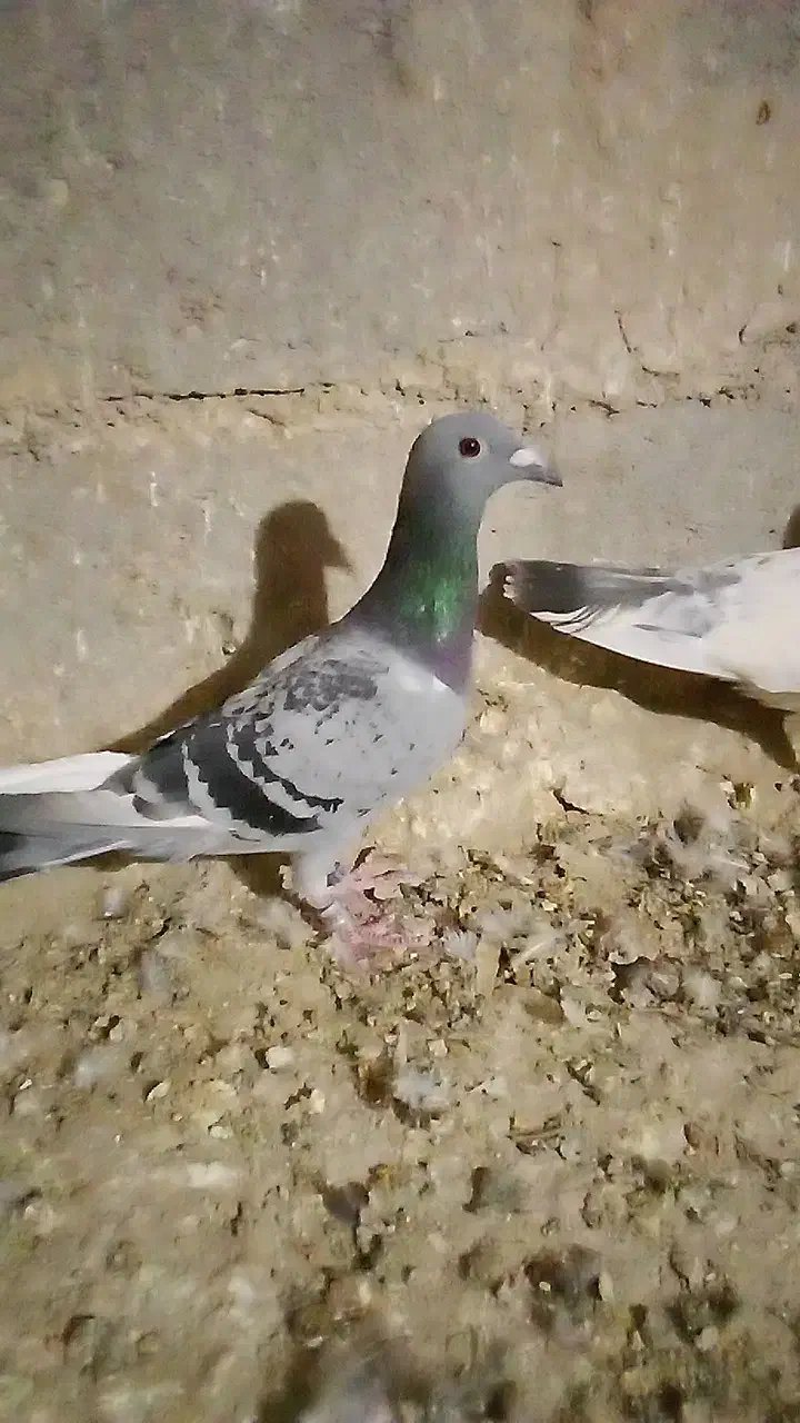 پنچ عدد کفتر|پرنده|هامون, |دیوار