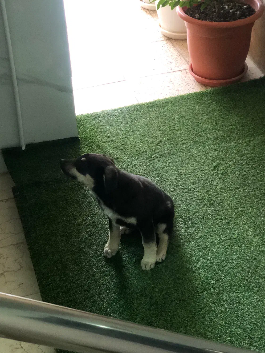 واگذاری سگ|سگ|شاهین‌شهر, نظامی|دیوار