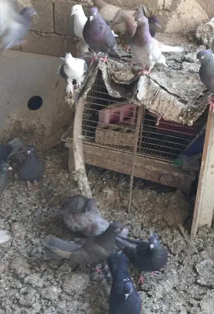 انواع کبوتر بوشهری|پرنده|خورموج, |دیوار