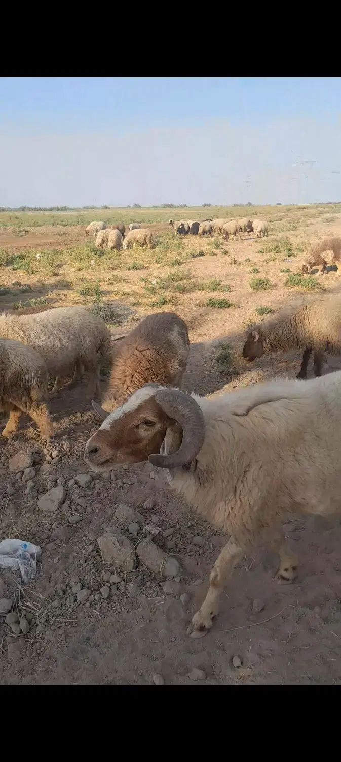 بره|حیوانات مزرعه|اهواز, ملاشیه|دیوار