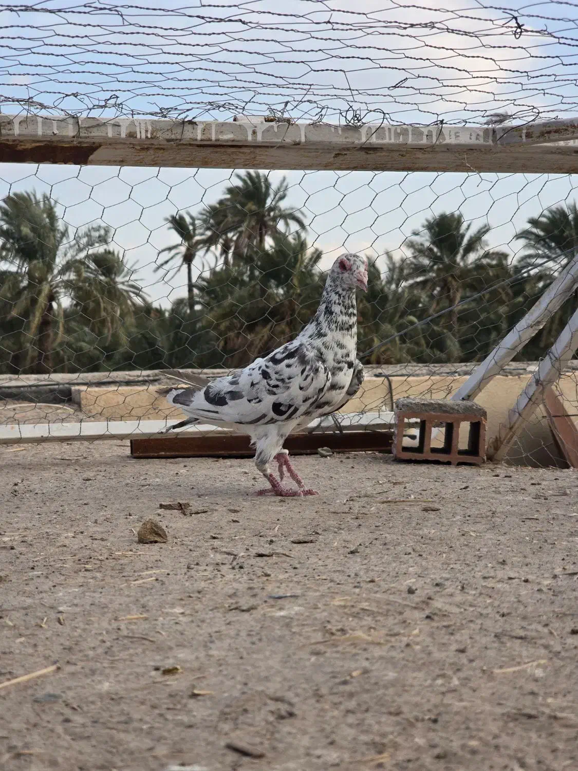 کبوتر|پرنده|بم, |دیوار