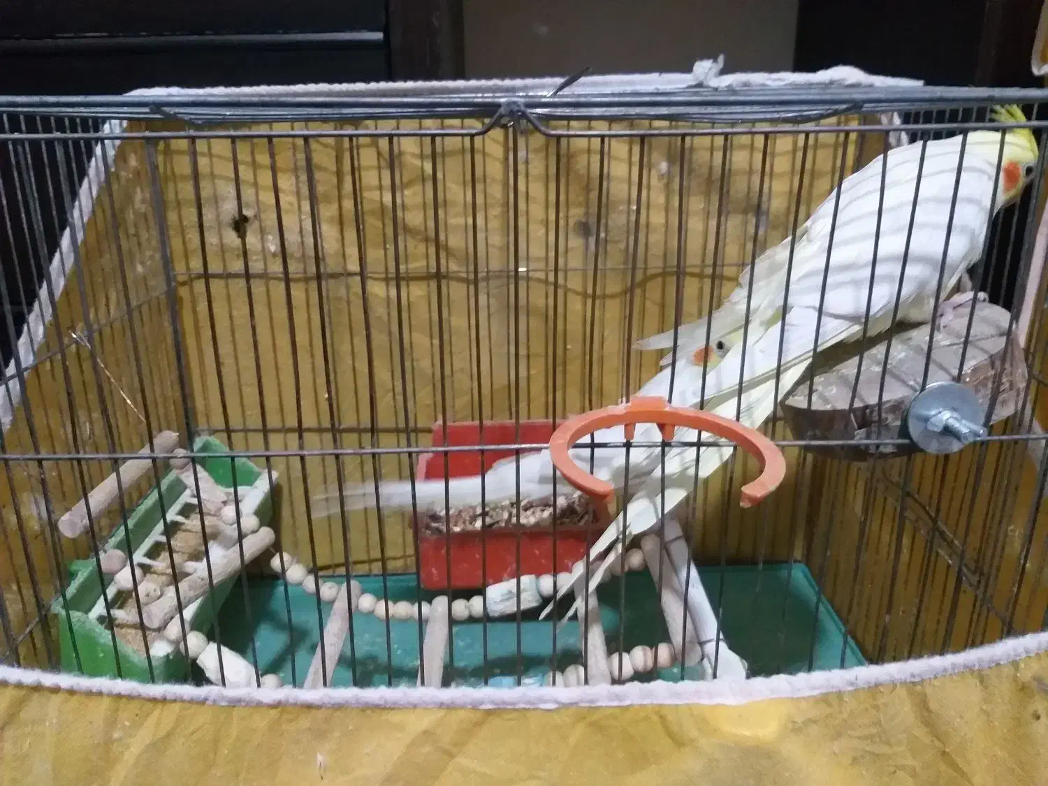 عروس هلندی|پرنده|اصفهان, سرچشمه|دیوار