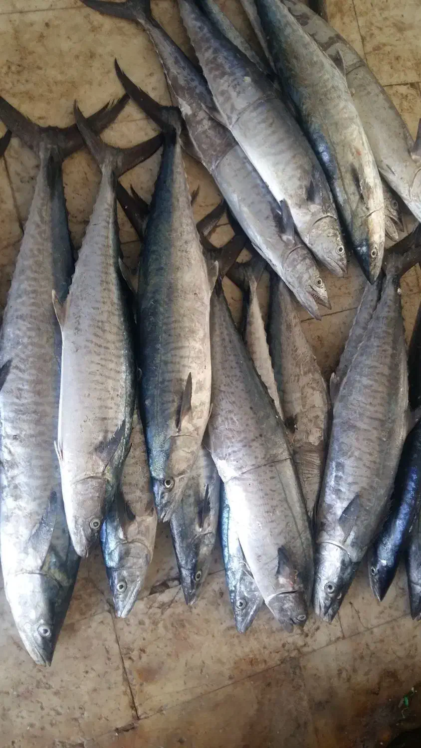 ماهی دریایی جهته بسته بندی|عمدهفروشی|یزد, |دیوار