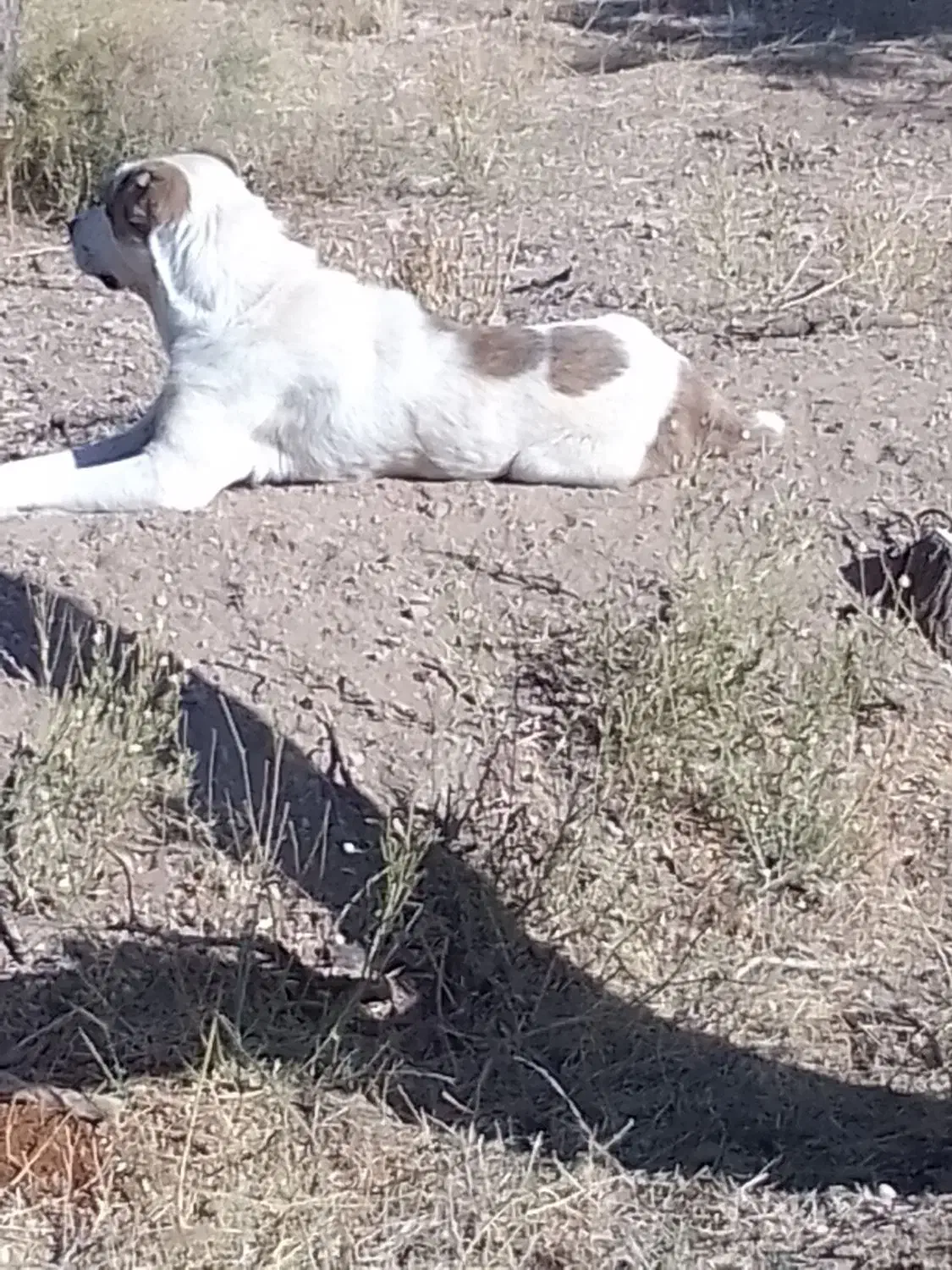 این سگ یک ماه هست در آباده گم شده|سگ|آباده, |دیوار