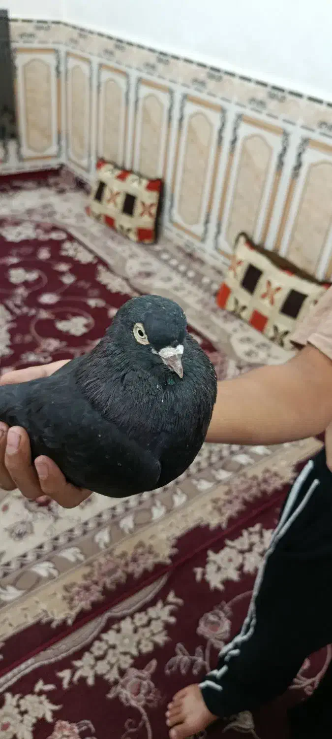 سیاه هندی|پرنده|بندر ماهشهر, |دیوار