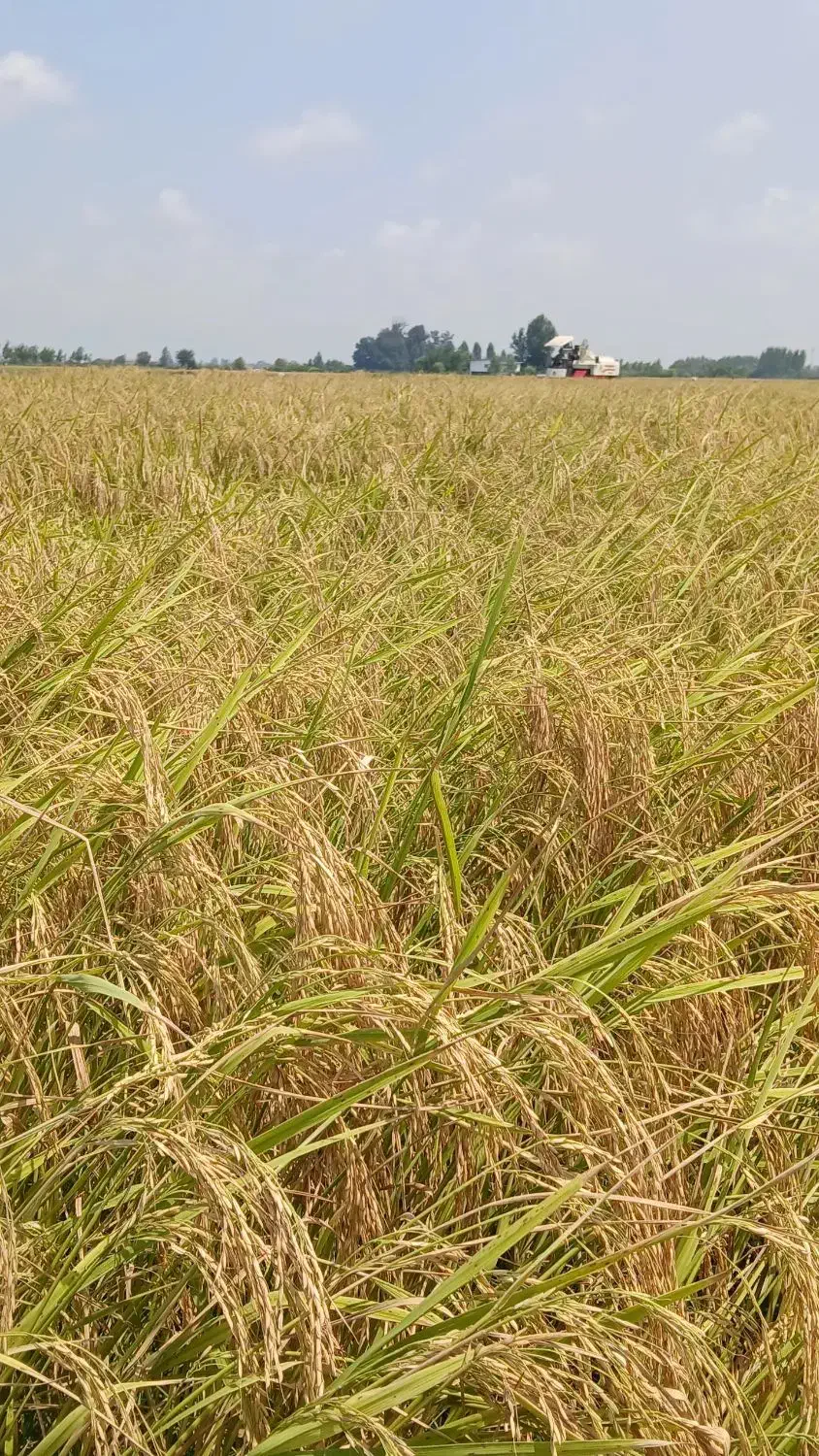 برنج طارم هاشمی ۲۵۵ت فجر ۱۷۵ت|خوردنی و آشامیدنی|آمل, |دیوار