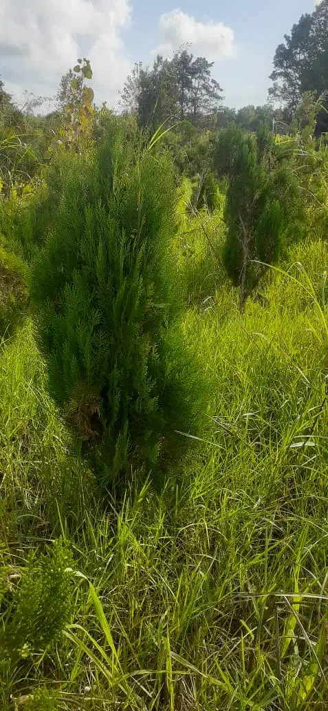 ۴۰۰۰ کاج طبری پنج ساله یکدست حراج|خدمات باغبانی و درختکاری|رشت, چمارسرا|دیوار