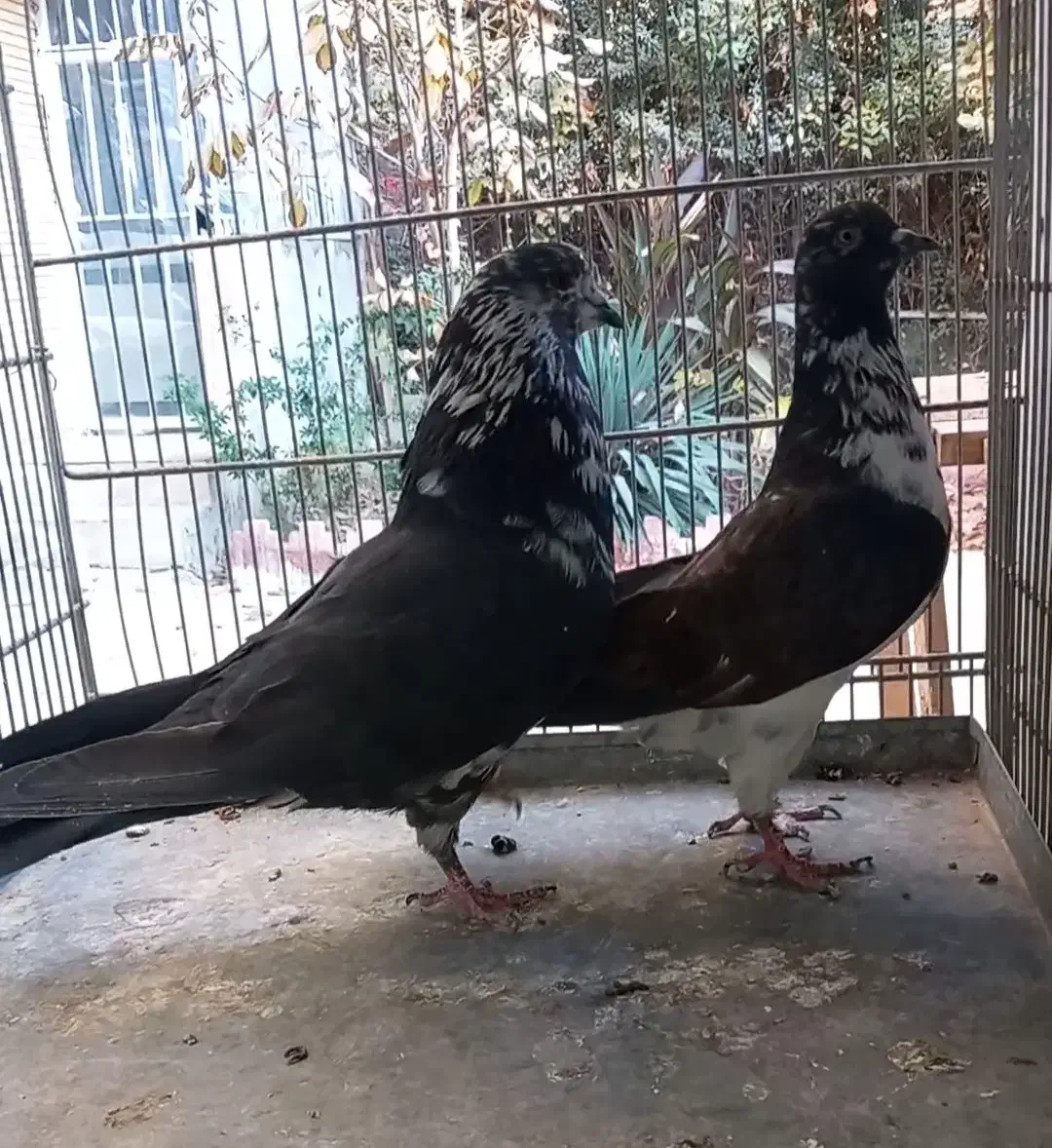 کبوتر کفتر چند جفت عالی|پرنده|فردیس, قریشی|دیوار