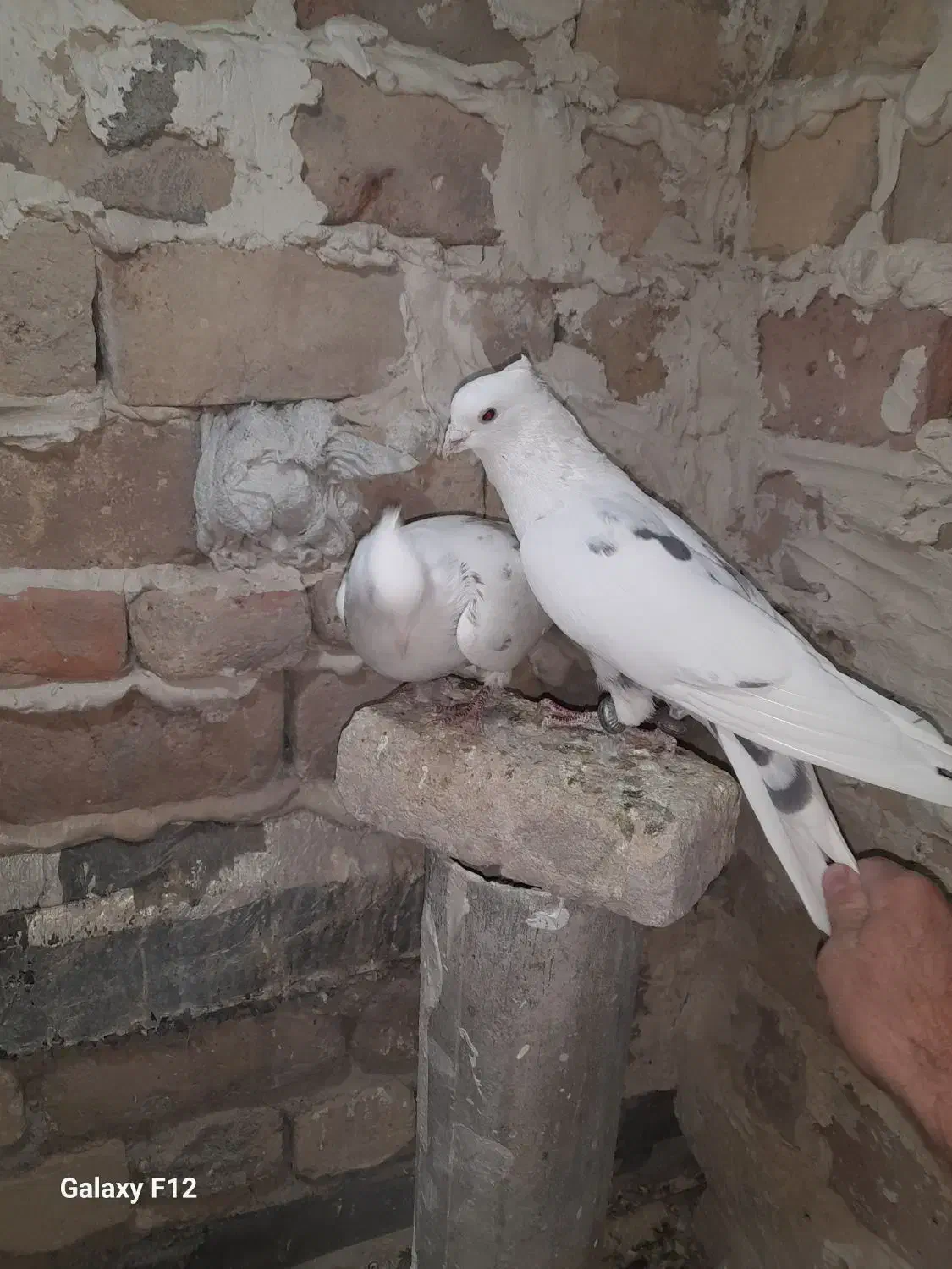 کفتر .سار کاکلی ساده افشون|پرنده|فریمان, |دیوار