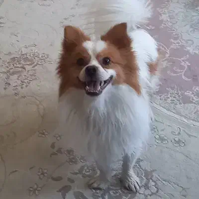 سگ نر بسیار زیبا آماده جفت گیری اول توضیحات|سگ|خرمآباد, |دیوار