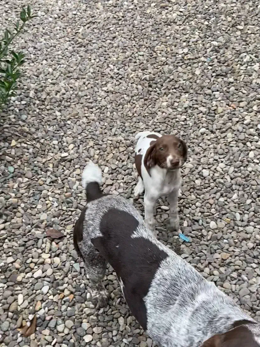 توله شکاری گمشده در لنگرود|سگ|لنگرود, |دیوار