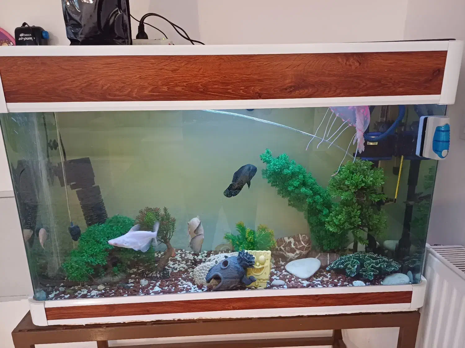 اکواریوم با ابعاد ۰.۸×۰.۶×۱|ماهی|کرمان, |دیوار