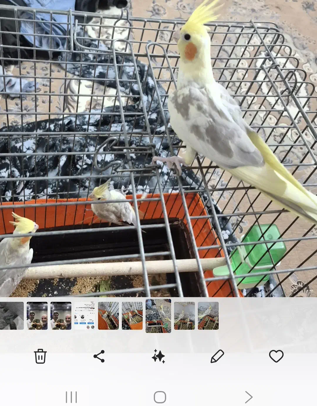 جوجه عروس هلندی|پرنده|اشتهارد, |دیوار