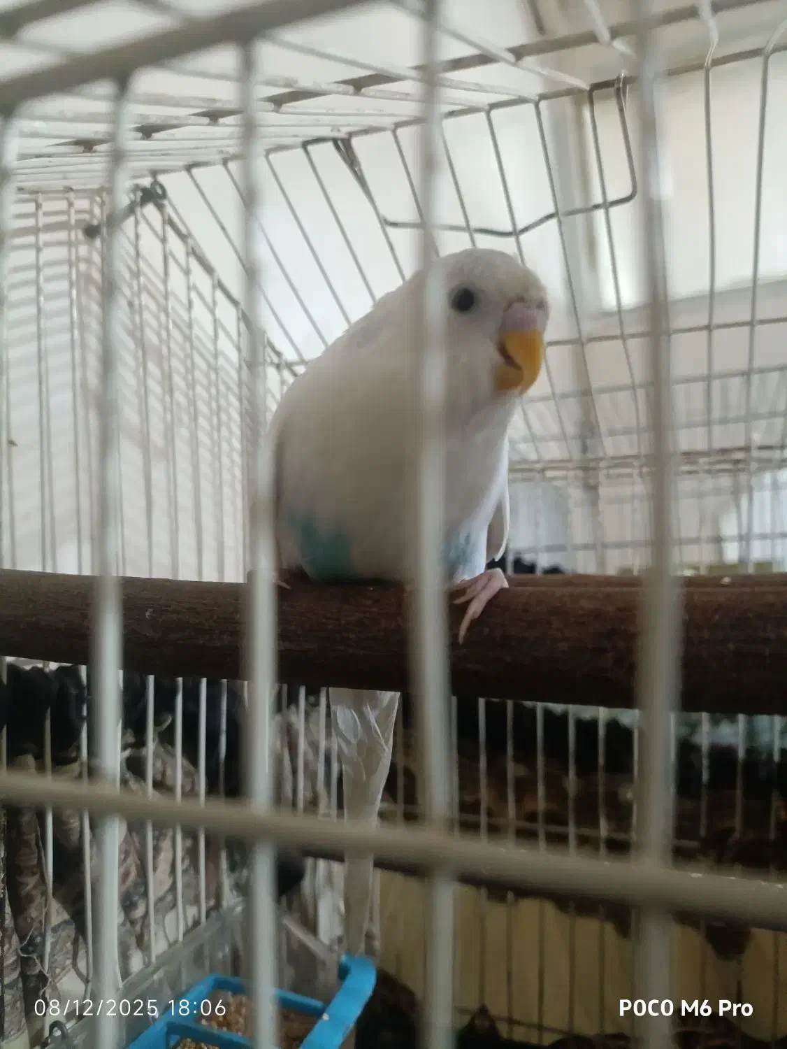 مرغ عشق نر|پرنده|شهریار, شهرک نماز (دینار آباد)|دیوار