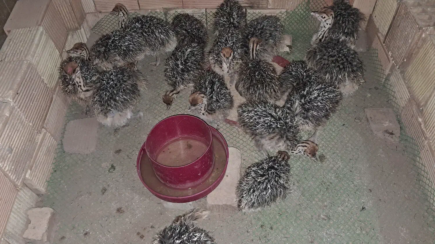 فروش جوجه شترمرغ ۴۰ روزه|حیوانات مزرعه|زرندیه, |دیوار