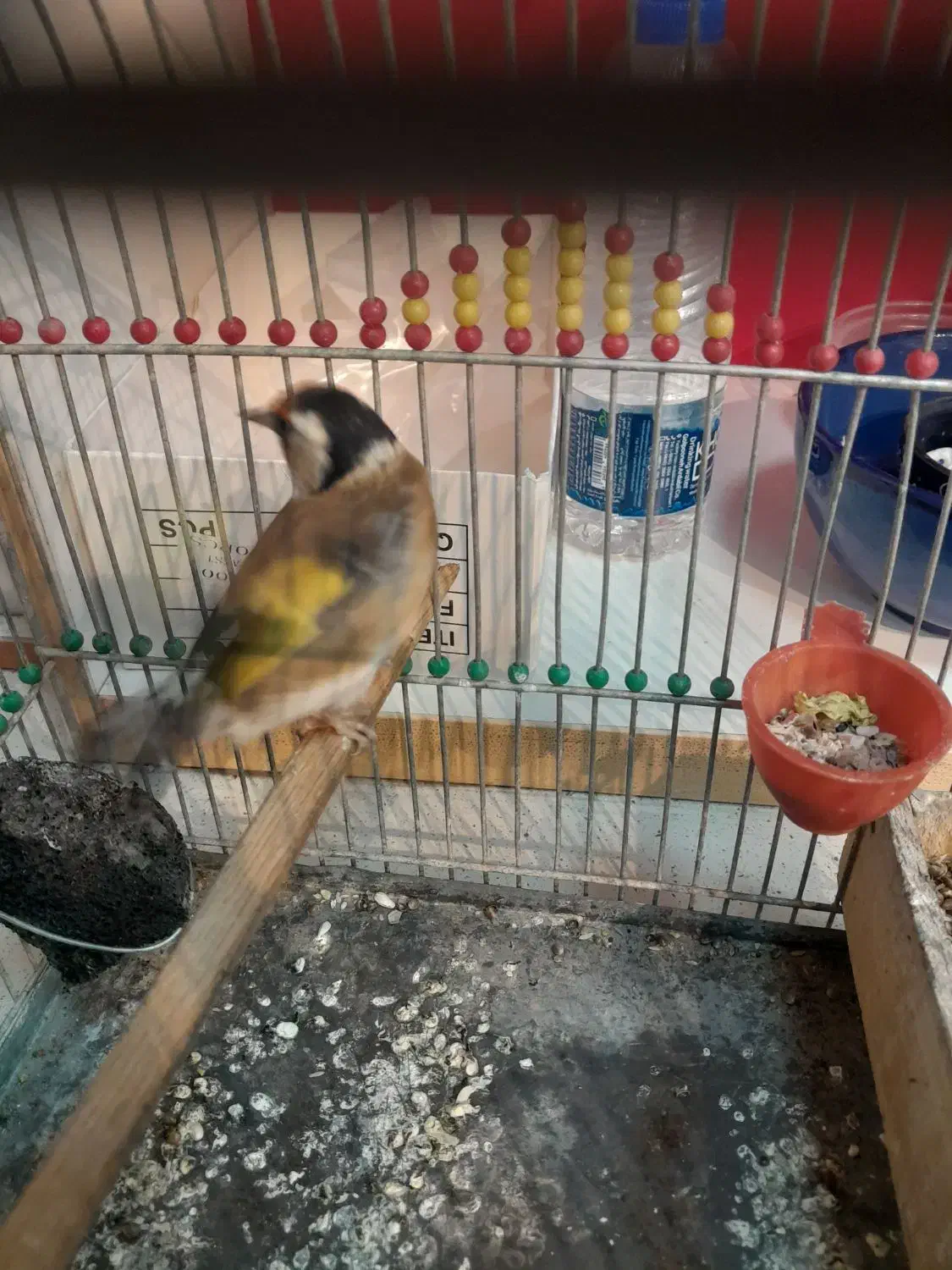 سهره نر|پرنده|قم, ولیعصر|دیوار