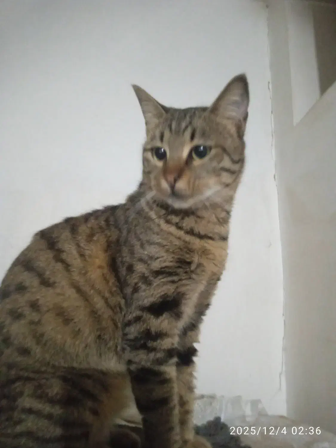 گربه خط دار راه راه|گربه|گرگان, |دیوار