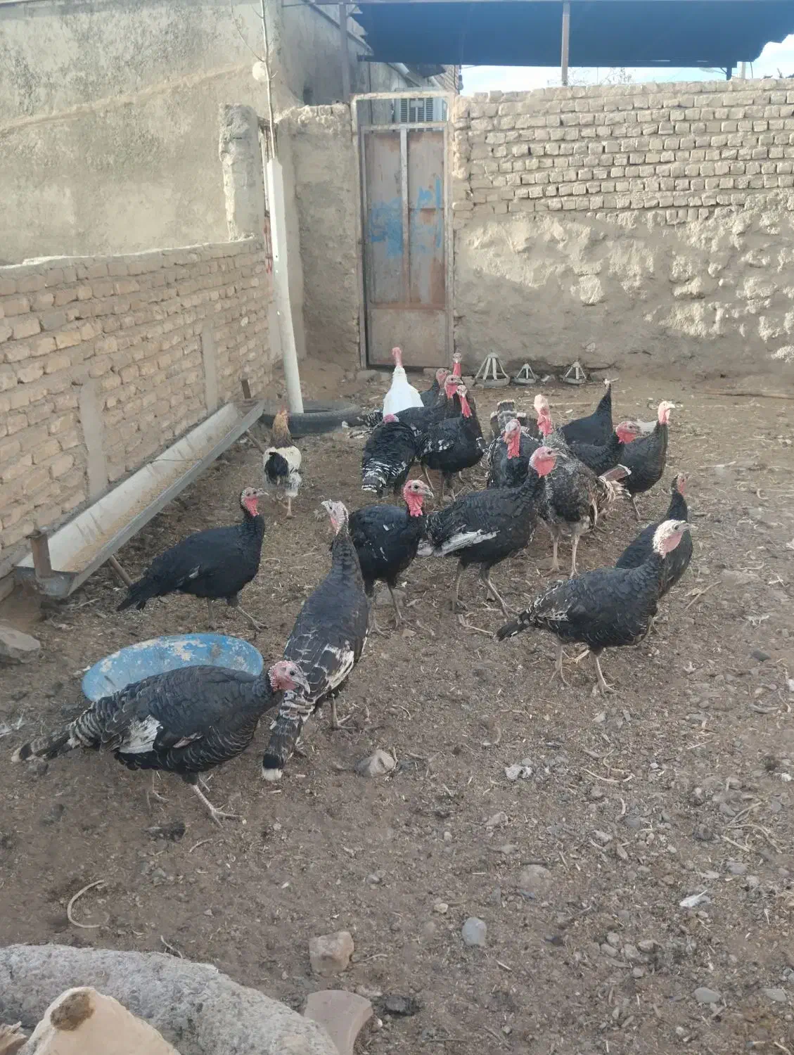 باقلمون|حیوانات مزرعه|نیشابور, مازول|دیوار