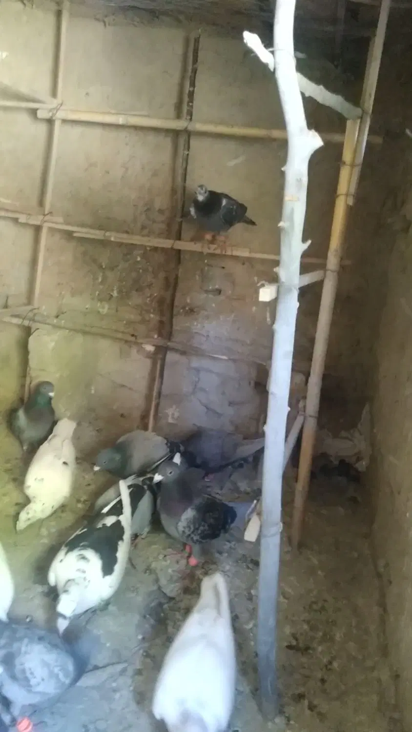 کفتر|پرنده|شیروان (خراسان), |دیوار