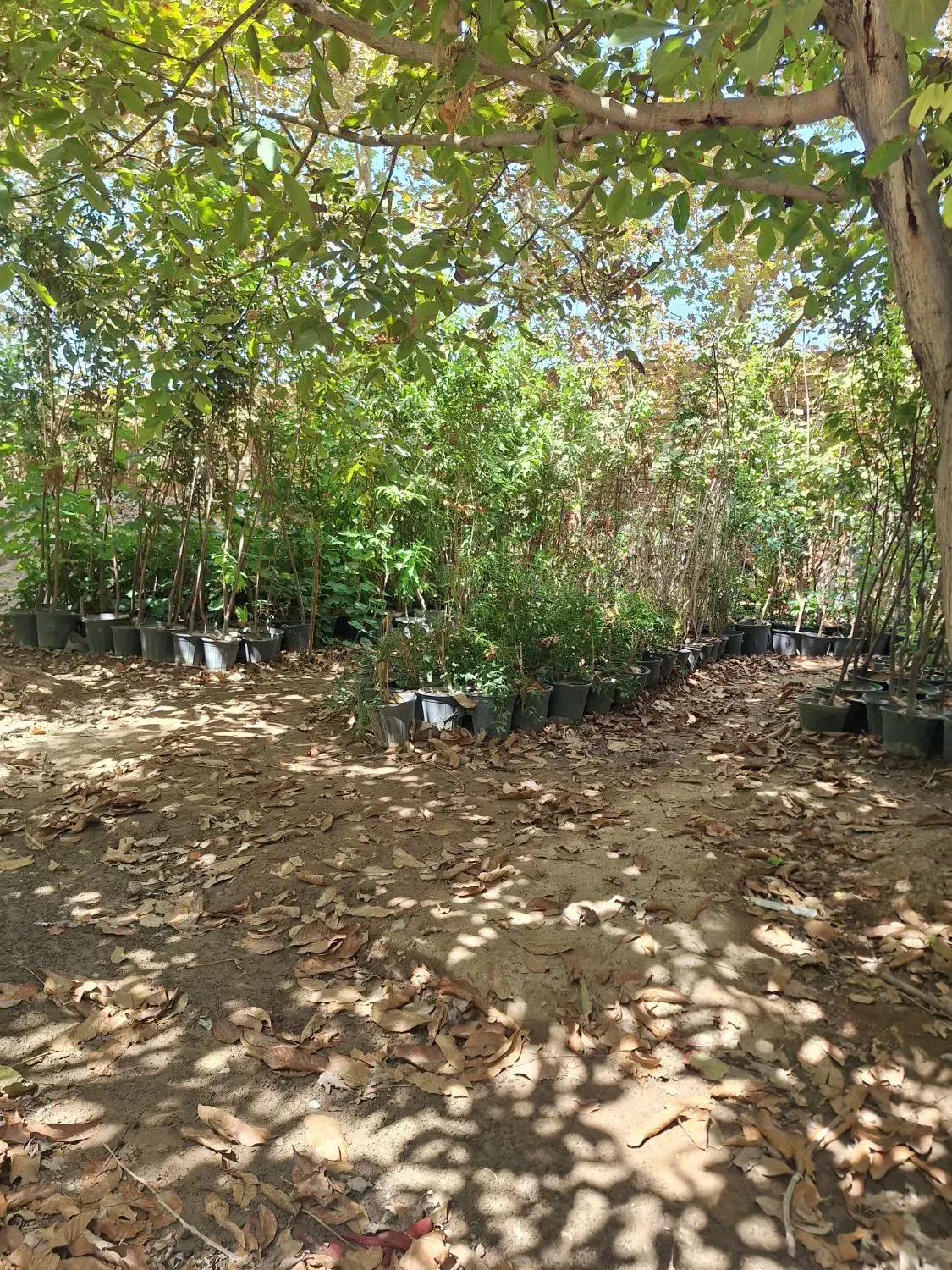 نهالستان پدرم|خدمات باغبانی و درختکاری|ورامین, شهرک مدرس|دیوار