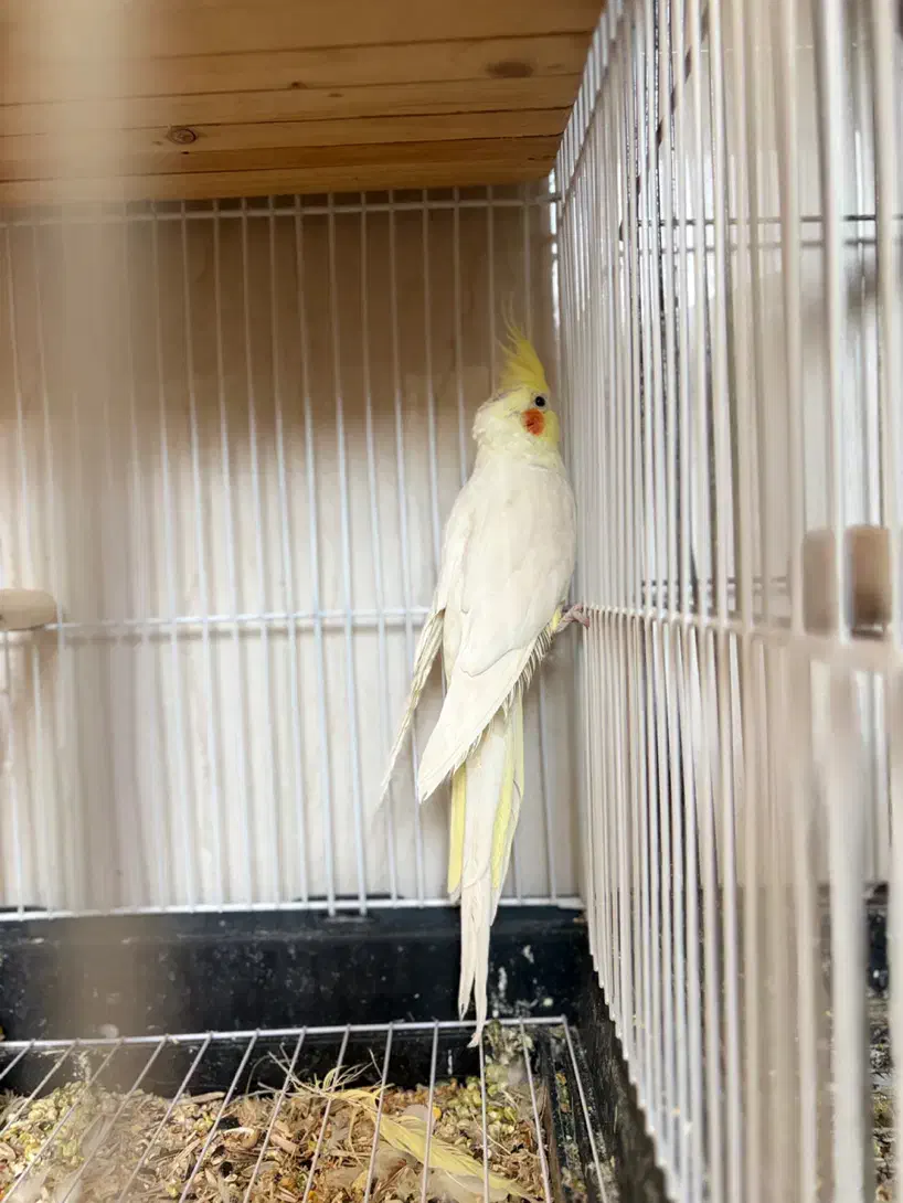 جفت عروس هلندی با جوجه|پرنده|بندرعباس, |دیوار