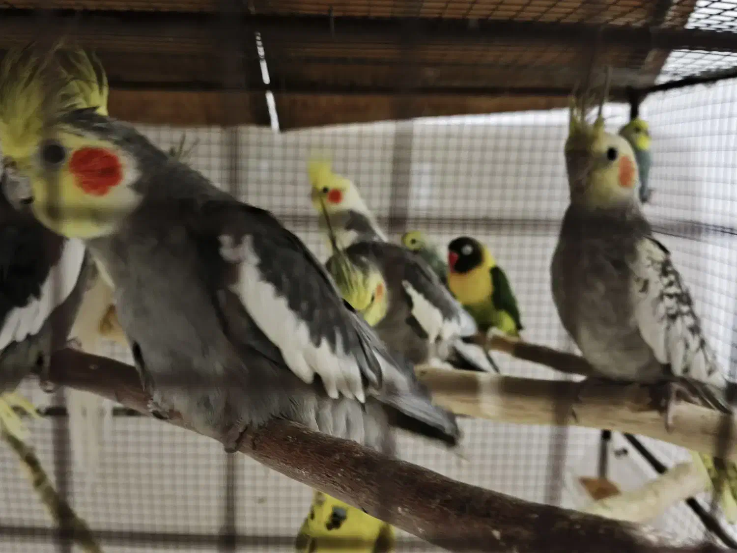 عروس هلندی کفتر قناری کوتوله برزیلی طوطی|پرنده|شیراز, بید زرد|دیوار