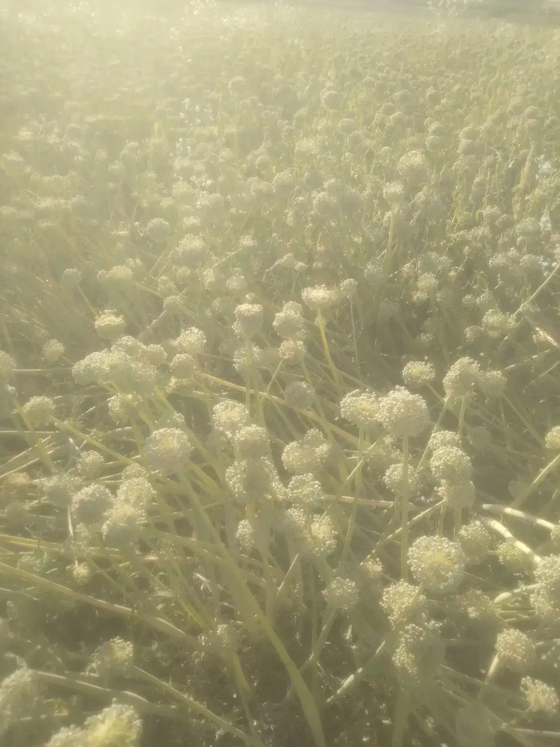 بذر پیاز|خدمات باغبانی و درختکاری|فلاورجان, |دیوار