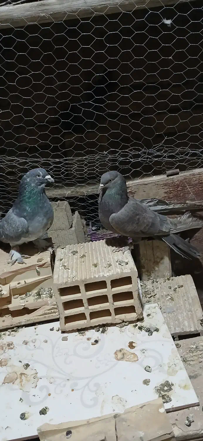 کبوتر|پرنده|منج, |دیوار