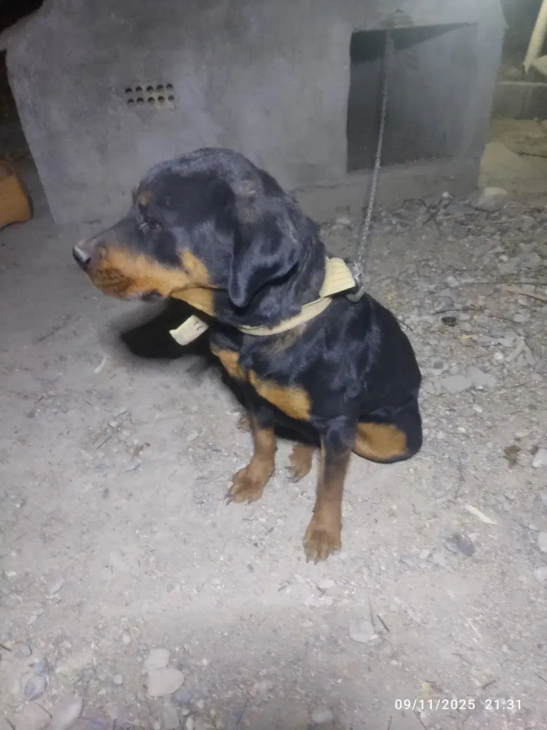 سگ روتوایلر ماده|سگ|ازنا, |دیوار