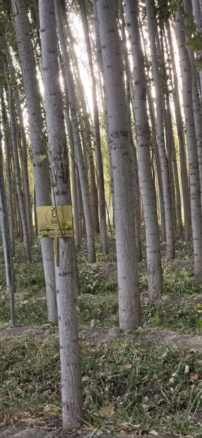 صنوبر سالم و راست قد|خدمات باغبانی و درختکاری|زیرآب, |دیوار