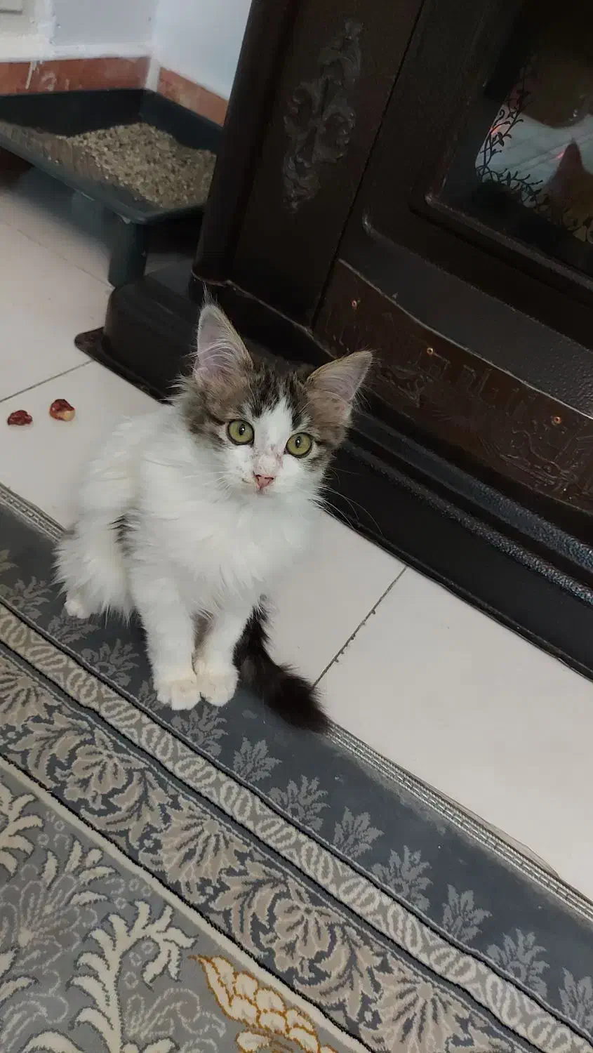 بچه گربه ایرانی|گربه|بومهن, |دیوار