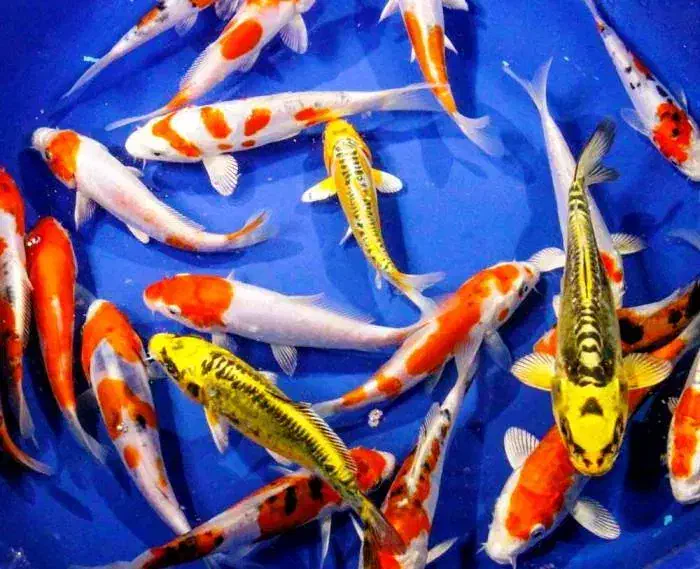 بزرگ ترین سالن تکثیرماهی کوی|ماهی|نجف‌آباد, ویلاشهر|دیوار