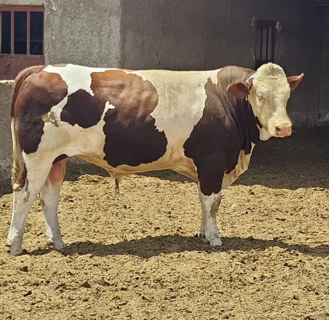 گاو وگوساله|حیوانات مزرعه|تفت, |دیوار